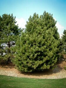 Сосна Чёрная (Pinus Nigra) купить по цене от 270.00р. в интернет-магазине «Посадика» с доставкой почтой в в Надыме и по всей России – [изображение №1].