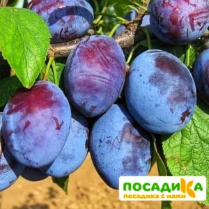 Слива Чачакская ранняя купить по цене от 229.00р. в интернет-магазине «Посадика» с доставкой почтой в в Надыме и по всей России – [изображение №1].