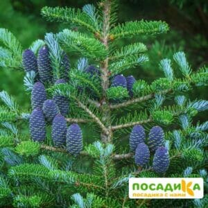 Пихта корейская (Abies koreana) купить по цене от 450.00р. в интернет-магазине «Посадика» с доставкой почтой в в Надыме и по всей России – [изображение №1].