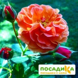 Роза Арабия купить по цене от 350.00р. в интернет-магазине «Посадика» с доставкой почтой в в Надыме и по всей России – [изображение №1].