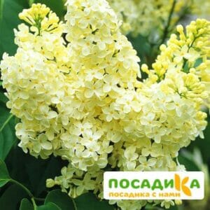 Сирень Примроуз (Primrose) купить по цене от 529.00р. в интернет-магазине «Посадика» с доставкой почтой в в Надыме и по всей России – [изображение №1].