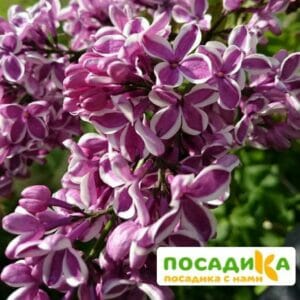 Сирень Сенсация купить по цене от 529.00р. в интернет-магазине «Посадика» с доставкой почтой в в Надыме и по всей России – [изображение №1].