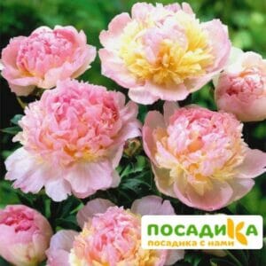 Пион Распберри Сандей (Paeonia Raspberry Sundae) купить по цене от 959р. в интернет-магазине «Посадика» с доставкой почтой в в Надыме и по всей России – [изображение №1].