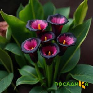 Калла Аура Лейс купить по цене от 400р. в интернет-магазине «Посадика» с доставкой почтой в в Надыме и по всей России – [изображение №1].