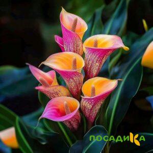 Калла Оникс купить по цене от 450р. в интернет-магазине «Посадика» с доставкой почтой в в Надыме и по всей России – [изображение №1].