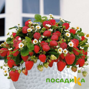 Клубника Рубиновый Шепот (горшечная) купить по цене от 240р. в интернет-магазине «Посадика» с доставкой почтой в в Надыме и по всей России – [изображение №1].