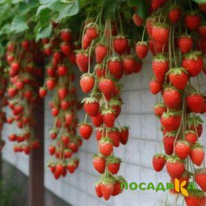 Клубника вьющаяся Комплимент купить по цене от 470р. в интернет-магазине «Посадика» с доставкой почтой в в Надыме и по всей России – [изображение №1].