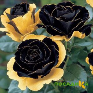 Роза Ханни Сикл купить по цене от 700р. в интернет-магазине «Посадика» с доставкой почтой в в Надыме и по всей России – [изображение №1].