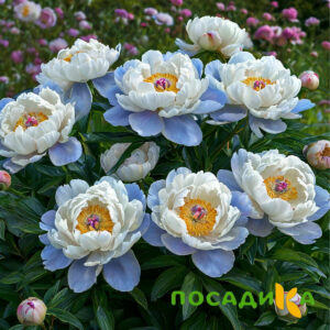 Пион акварельный Этюд купить по цене от 806р. в интернет-магазине «Посадика» с доставкой почтой в в Надыме и по всей России – [изображение №1].