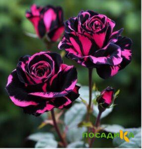 Роза Багровый Шепот купить по цене от 366р. в интернет-магазине «Посадика» с доставкой почтой в в Надыме и по всей России – [изображение №1].