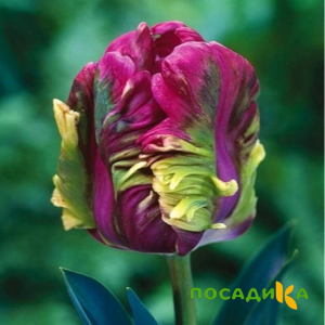 Тюльпан Экзотик Хэвен купить по цене от 186р. в интернет-магазине «Посадика» с доставкой почтой в в Надыме и по всей России – [изображение №1].